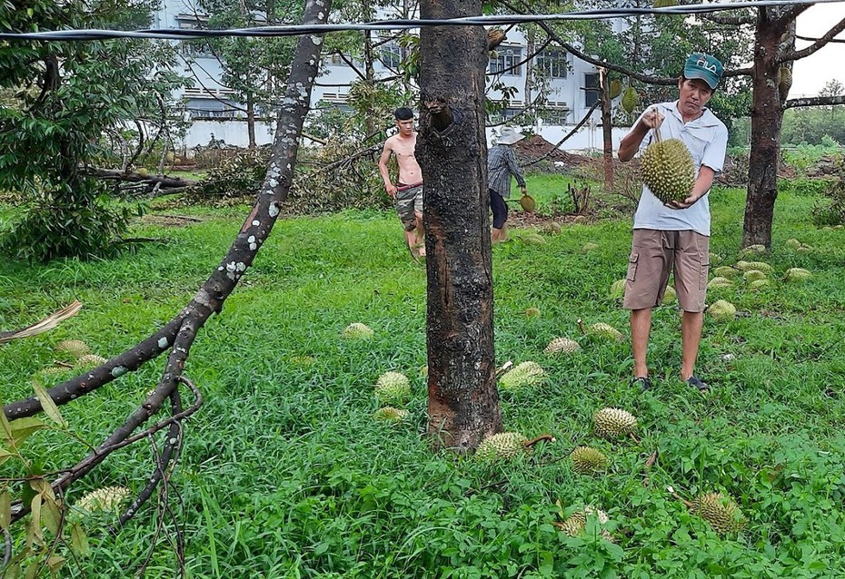 Đồng Nai: Mưa to, gió lốc thổi bay mái nhà, quật đổ nhiều cây ăn quả của người dân