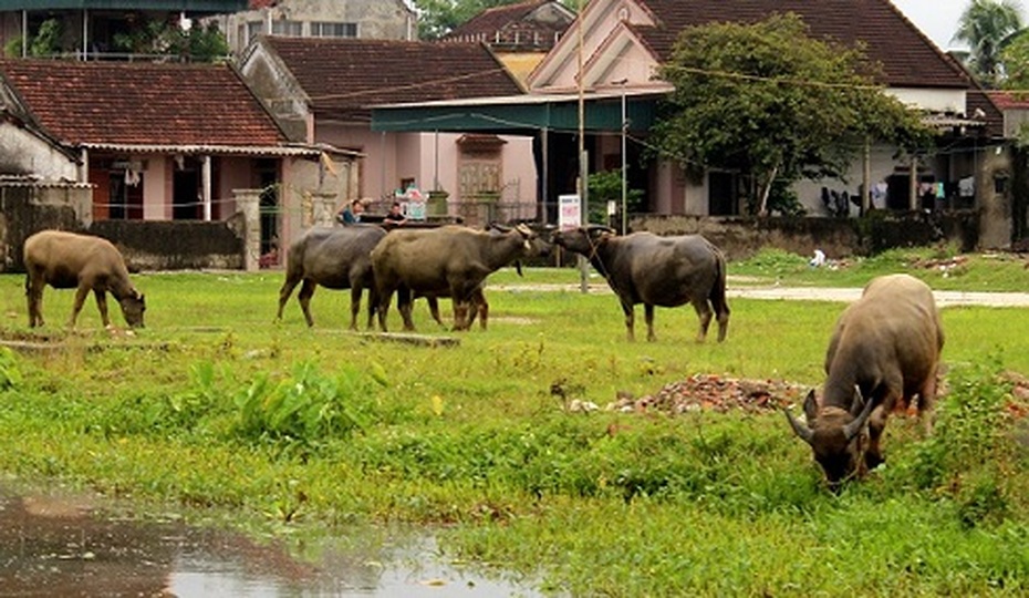 Thanh Hóa: Yêu cầu xử lý nghiêm vụ trâu, bò ăn cỏ trên đồng phải đóng phí