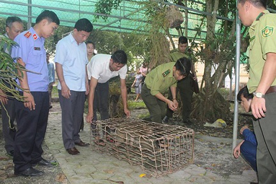 Bàn giao cá thể khỉ mốc quý hiếm trở về vườn Quốc gia Vũ Quang