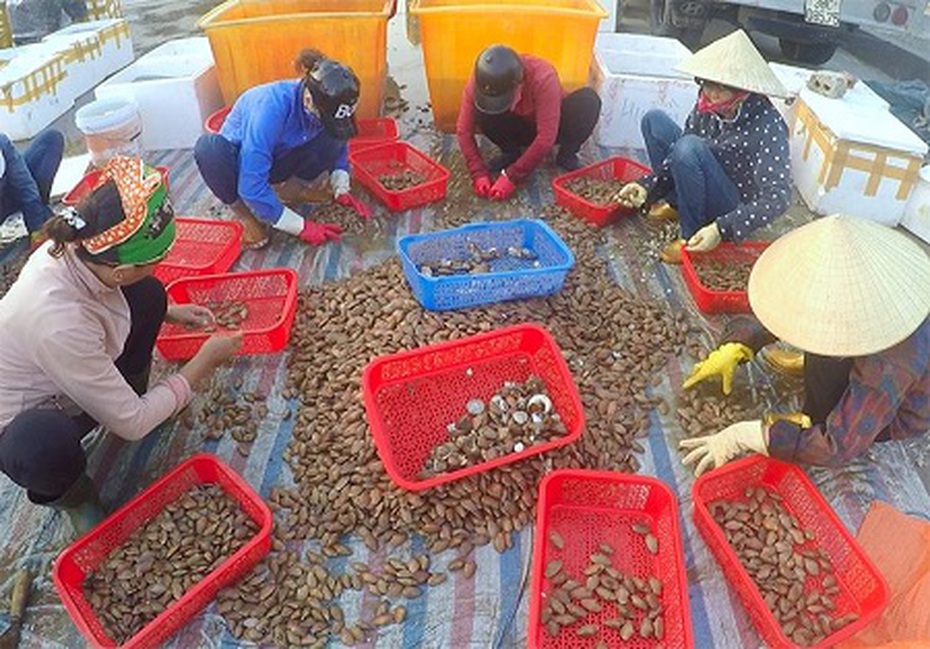 Trúng đậm "lộc trời", ngư dân Hà Tĩnh thu chục triệu mỗi ngày từ chang chang