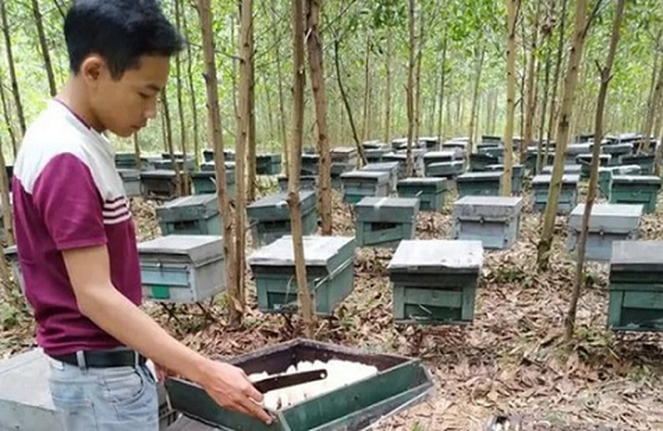 Hà Tĩnh: Hàng trăm tổ ong nuôi của người dân nghi bị kẻ xấu đầu độc