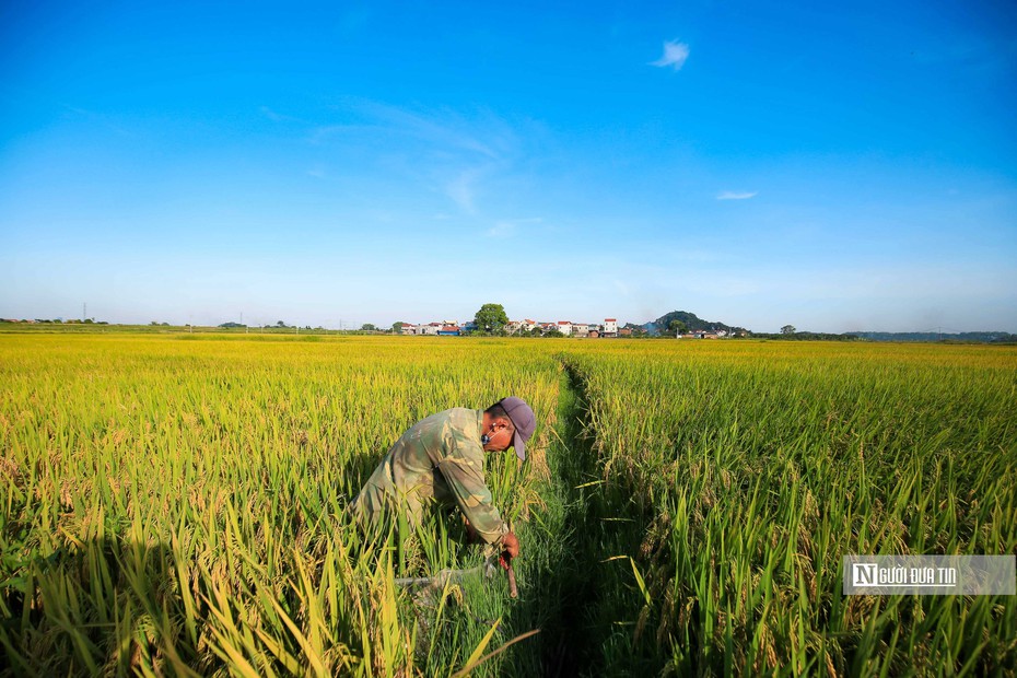 Giá gạo Việt Nam đắt nhất thế giới, doanh nghiệp có nên “đu đỉnh”?