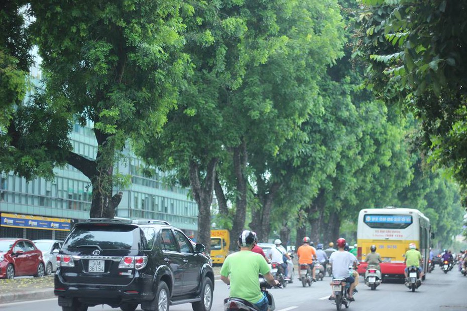 Hà Nội: Ngắm hàng xà cừ cổ thụ sắp bị chặt, chuyển ở đường Kim Mã
