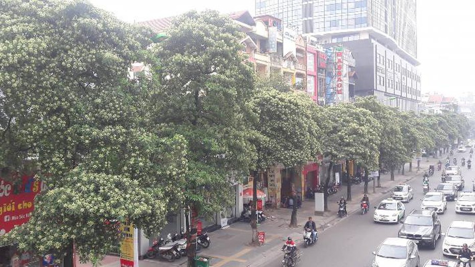 Hà Nội không còn trồng hoa sữa