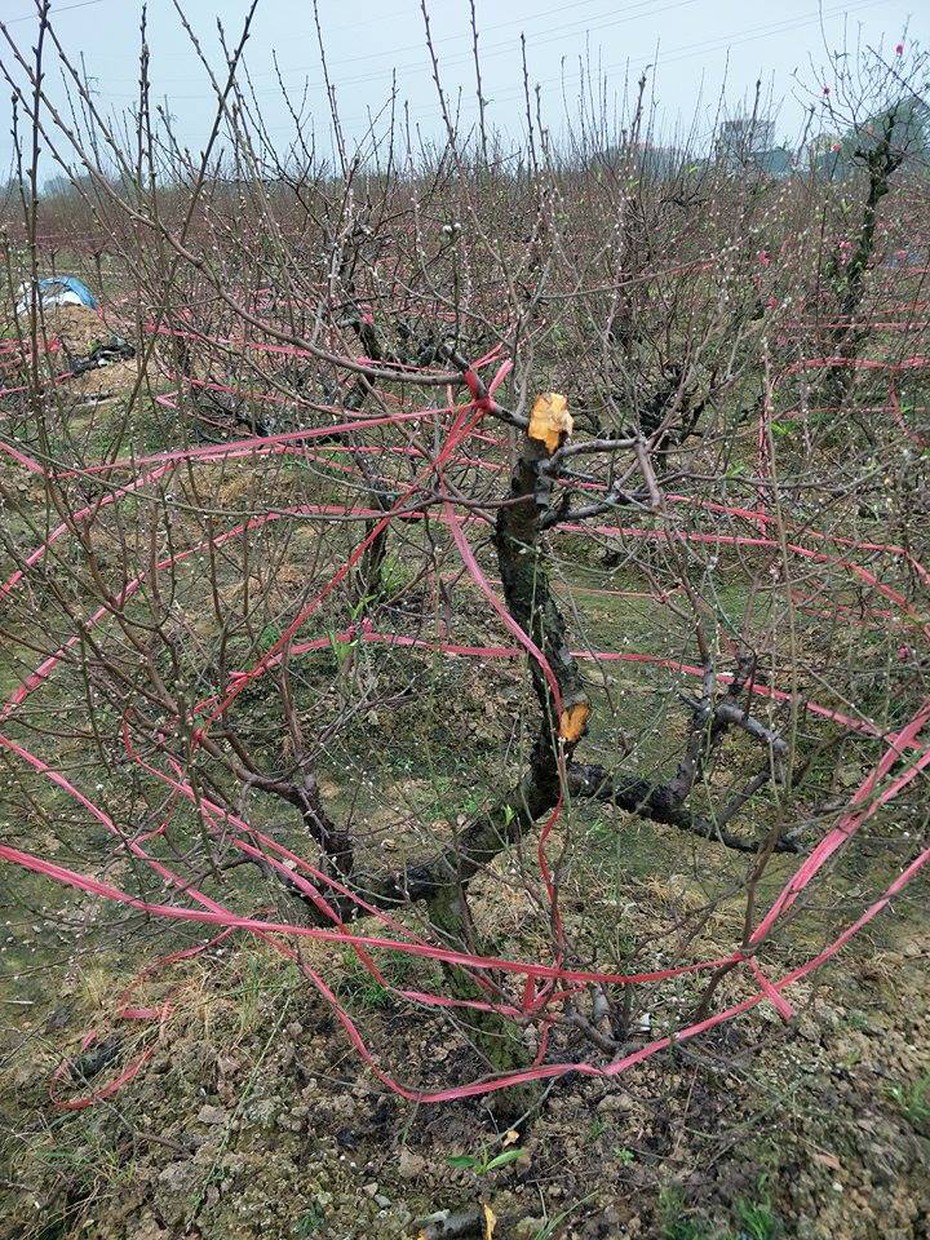 Chủ vườn đào bị kẻ gian chặt phá: “Đào bạc triệu giờ chỉ làm củi đun”