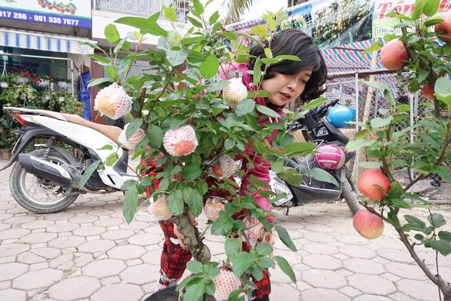Bonsai táo Trung Quốc bị đồn có độc: Ông chủ vặt quả ăn tại chỗ