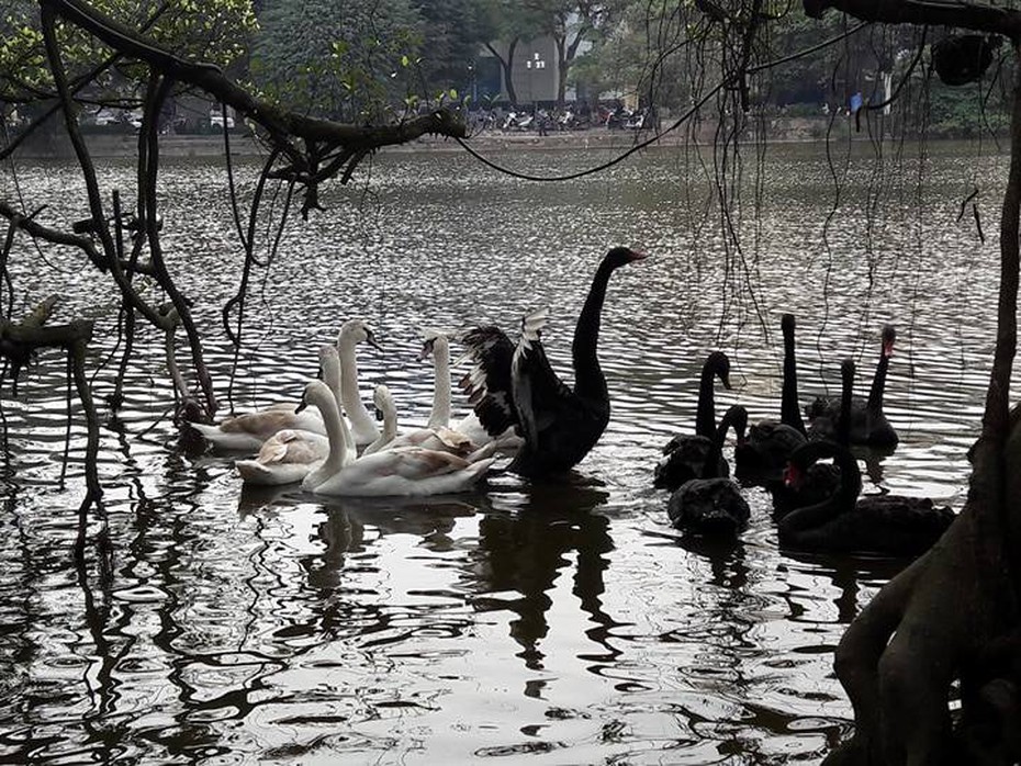 Người tặng thiên nga cho Hà Nội: "Muốn làm việc tốt cũng khó"