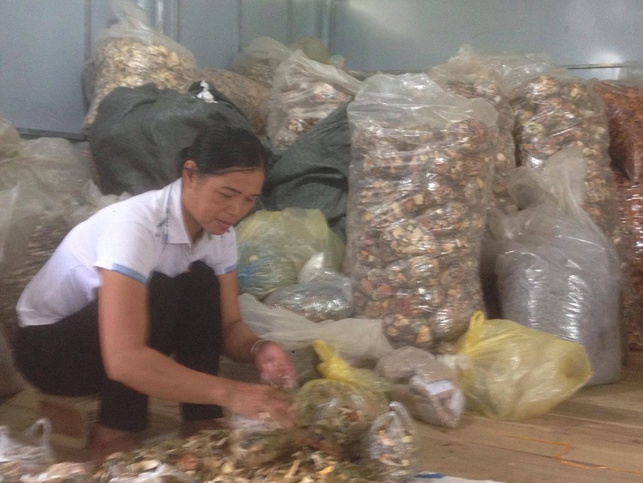 Thoái hóa, thoát vị đĩa đệm, viêm khớp… cũng "chào thua" bởi bài thuốc nam người Dao