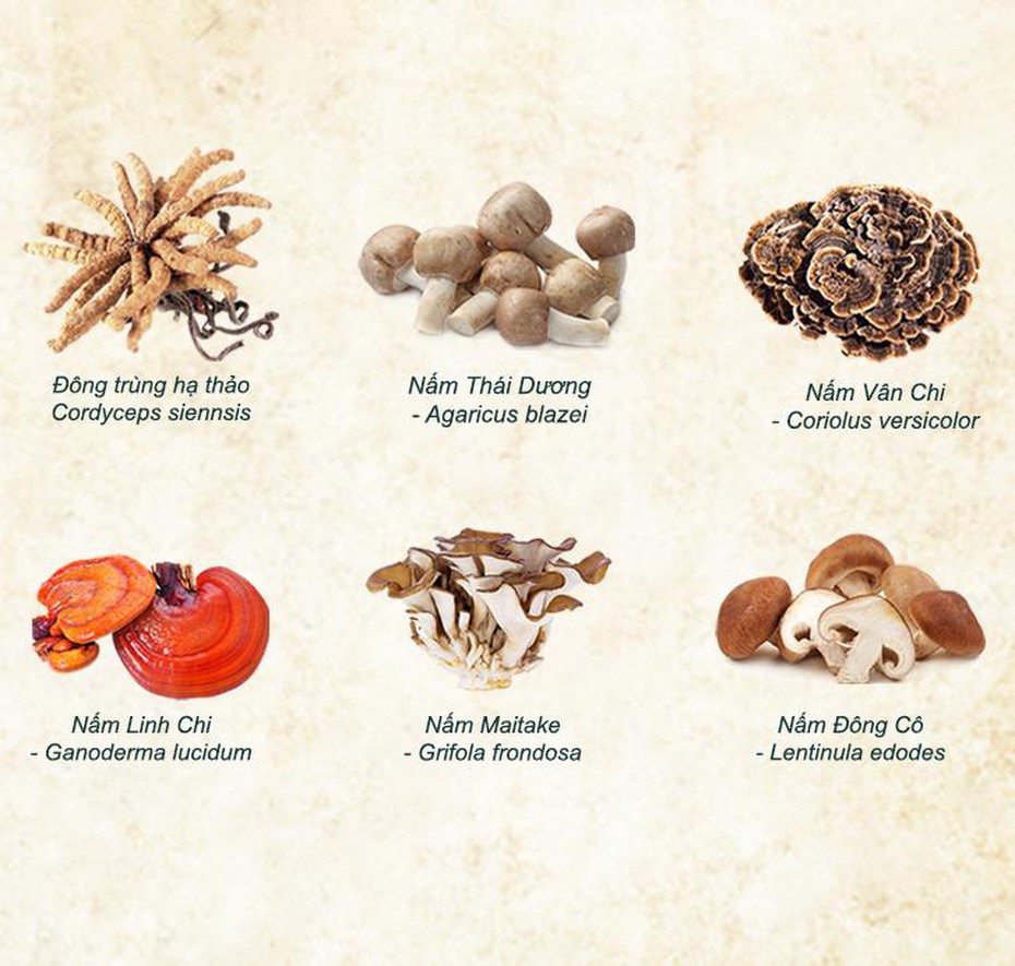 Hợp chất Beta glucan trong immunobal là gì mà lại tốt cho bệnh nhân ung thư đến vậy?