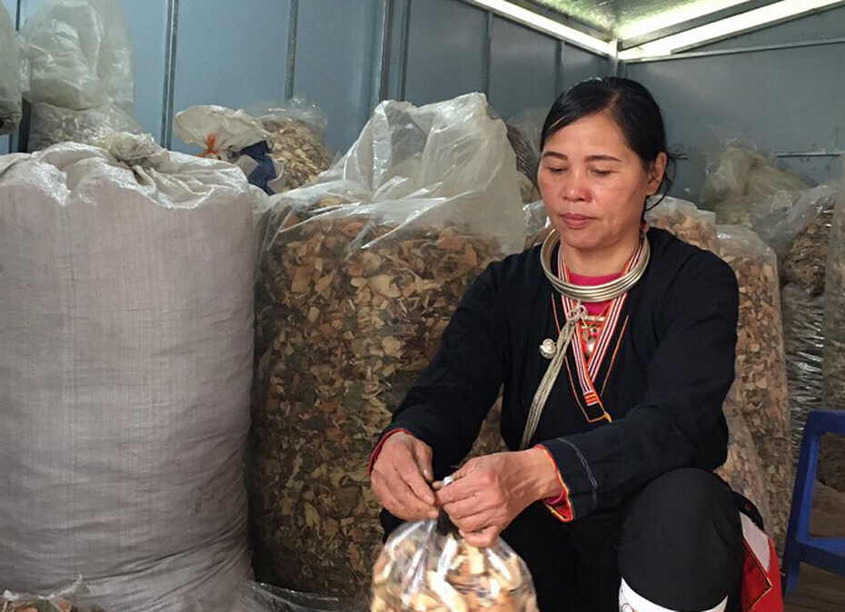 Giải mã bí ẩn bài thuốc Nam nổi tiếng chữa bệnh xương khớp