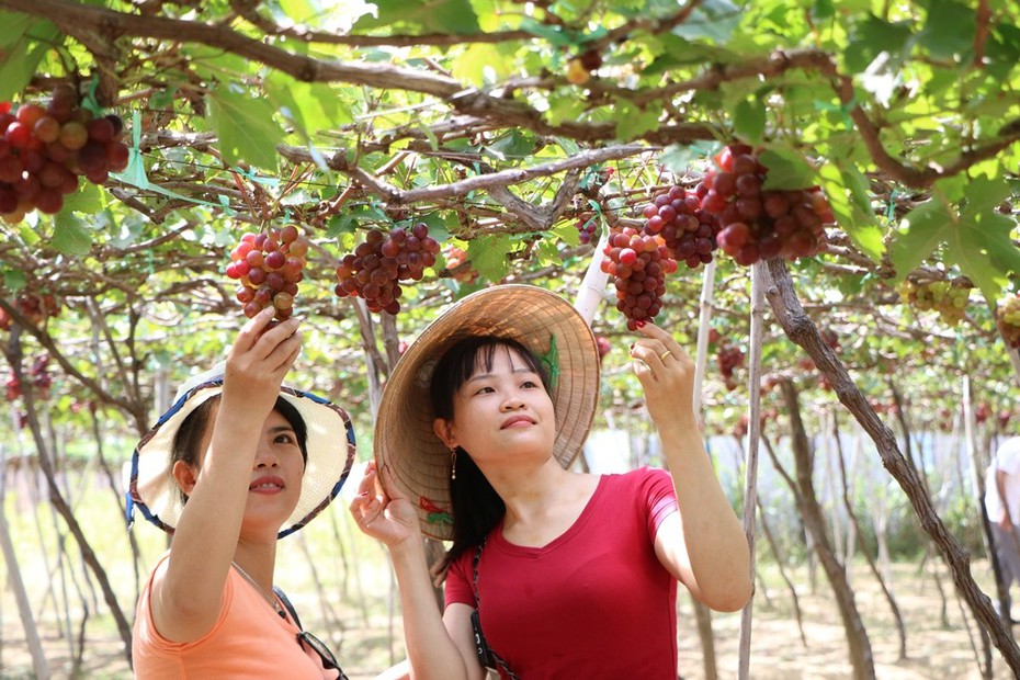 Du khách mãn nhãn với du lịch vườn nho tại Ninh Thuận