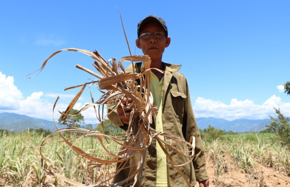 Đắng lòng "thủ phủ" mía Ninh Thuận