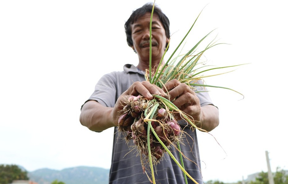 Nông dân trồng hành Ninh Thuận lao đao vì... thương lái "ngó lơ"