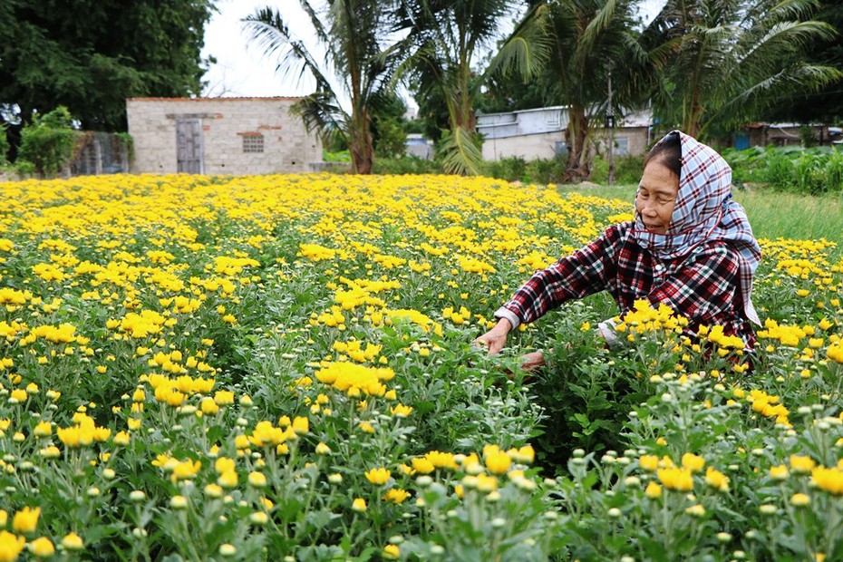 Làng hoa Mỹ Bình khoe sắc xuân sau mưa bão