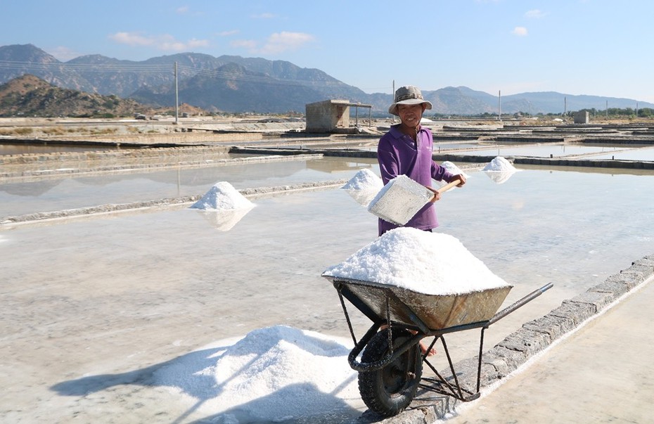 Chùm ảnh: Nông dân tỉnh Ninh Thuận chọn ngày đẹp ra đồng đầu năm