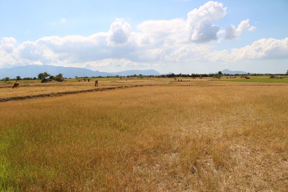 Ninh Thuận: Nông dân “gồng mình” tìm nước cứu lúa