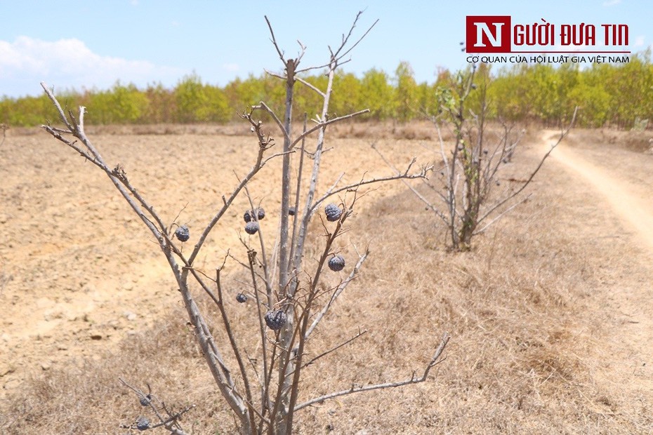 Ninh Thuận: Nhiều diện tích cây trồng lâu năm "chết khát", người dân mất trắng hàng trăm triệu