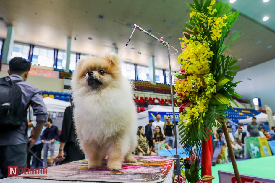 Hàng trăm “boss” được đưa đi thi tài tại Vietnam Championship Dog Show 2019