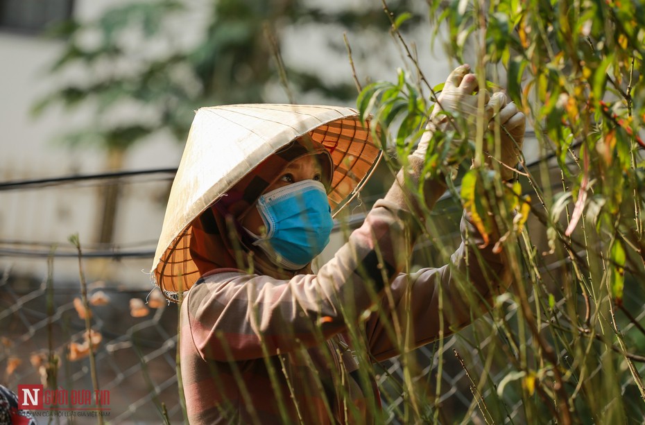 Nông dân hối hả tuốt lá đào đón xuân về