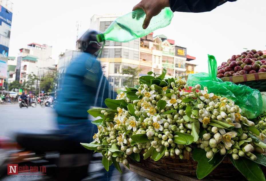 Hoa bưởi nồng nàn trên các con phố Thủ đô