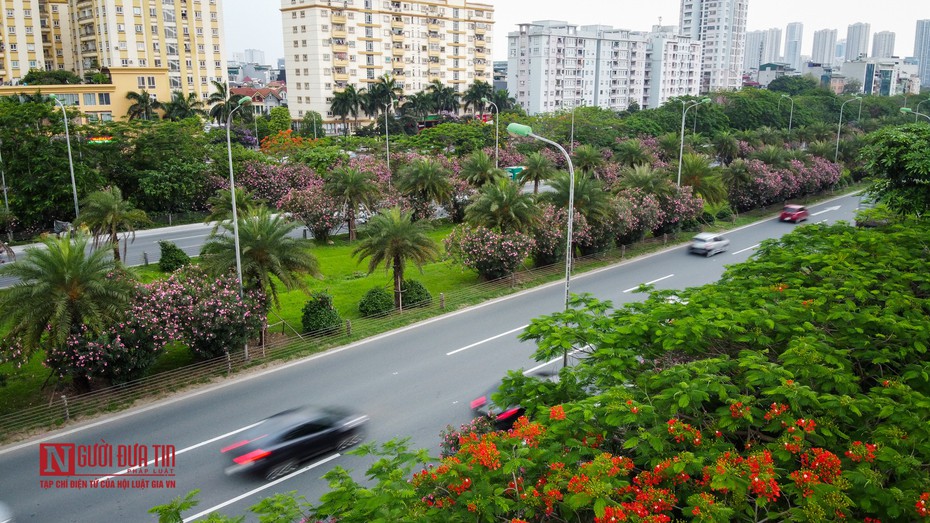 Hoa trúc đào nở rộ dọc đại lộ Thăng Long