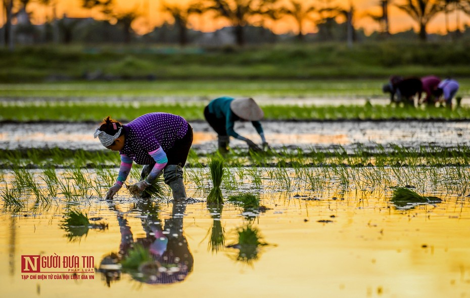 Tránh nóng, nông dân soi đèn cấy lúa từ 3h sáng