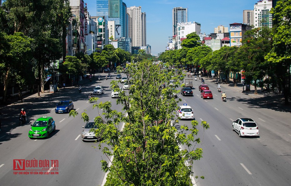 Hà Nội: Phong lá đỏ tươi tốt sau nhiều năm chờ đợi