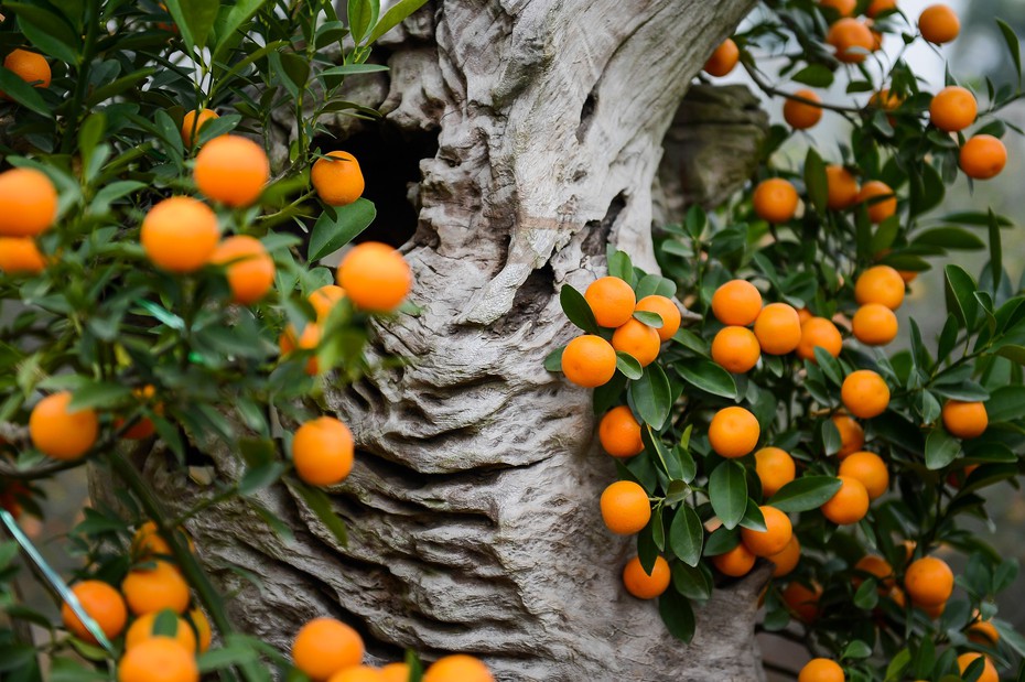 Độc đáo quất ghép gỗ lũa bonsai giá chục triệu đồng