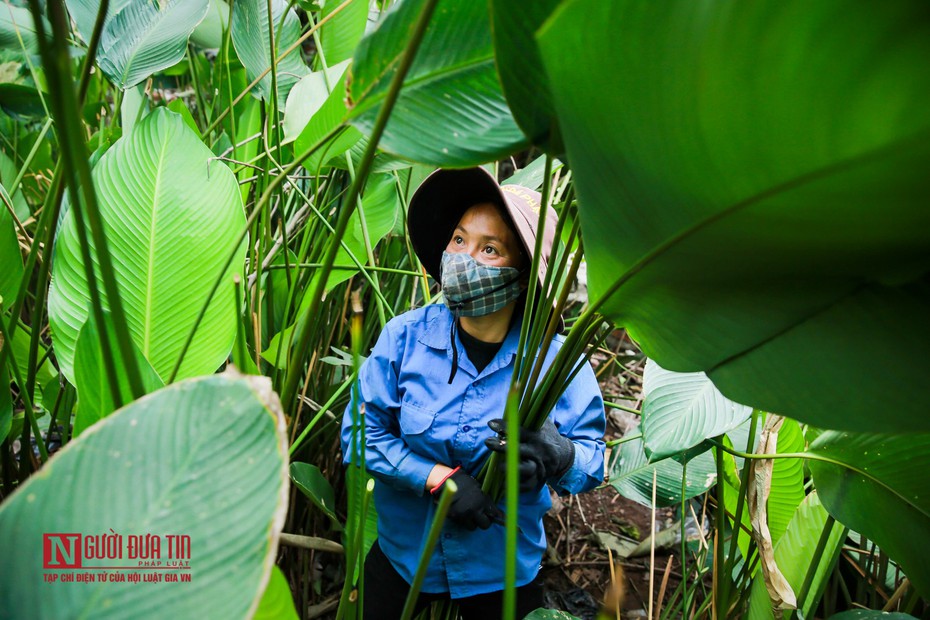 “Thủ phủ” lá dong hối hả mùa thu hoạch