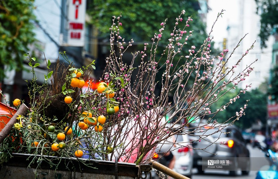 Đào, quất la liệt ngoài đường sau Tết Nguyên đán