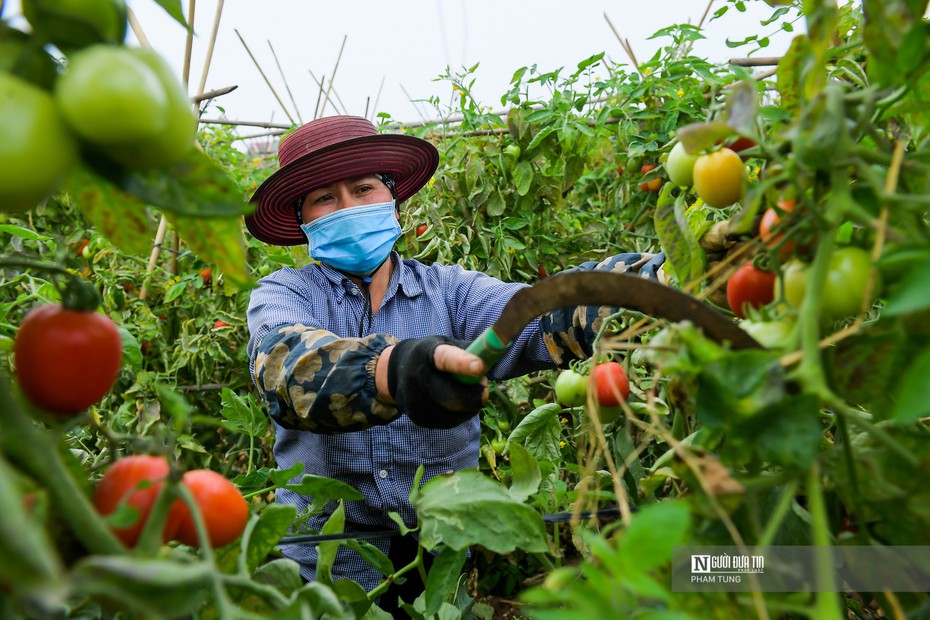 Hà Nội: Nông dân ngậm ngùi vứt bỏ củ cải, cà chua đầy đồng