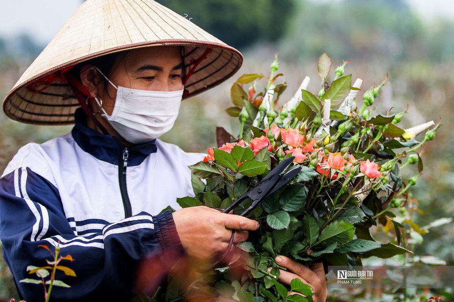 Hà Nội: Nông dân tất bật thu hoạch hoa phục vụ ngày 8/3