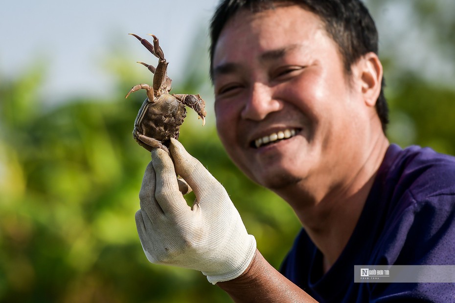 Ngư dân bắt cà ra bỏ túi hàng triệu mỗi ngày