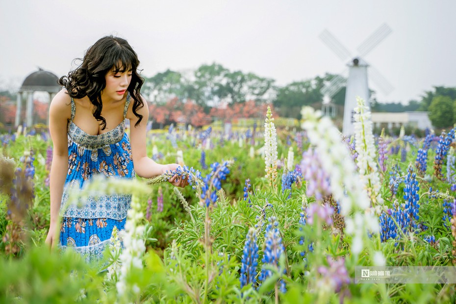 Ngắm cánh đồng hoa đậu Lupin hơn 5.000 m2 giữa lòng Thủ đô