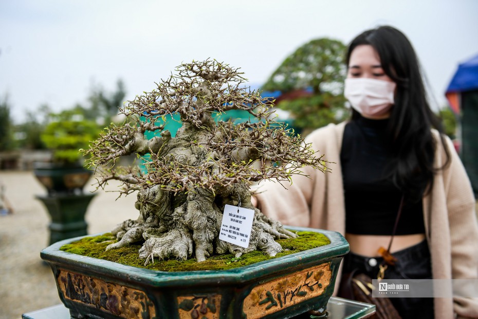 Ngắm nhìn hàng loạt "siêu cây cảnh" tiền tỷ tại Thủ đô