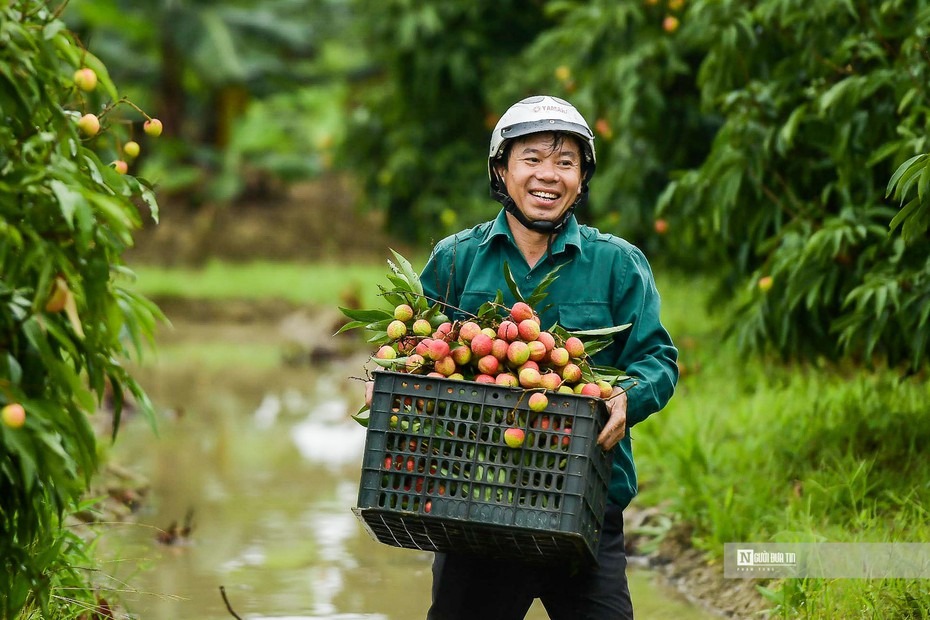 Hải Dương: Vải chín sớm, nông dân Thanh Hà bội thu