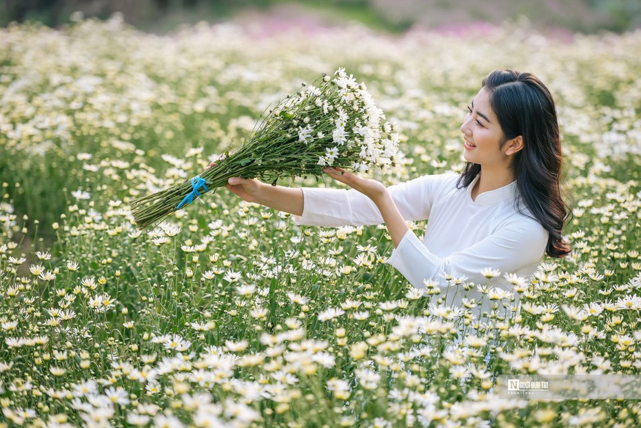 Hà Nội: Thiếu nữ chen chân khoe dáng bên cúc họa mi cuối vụ