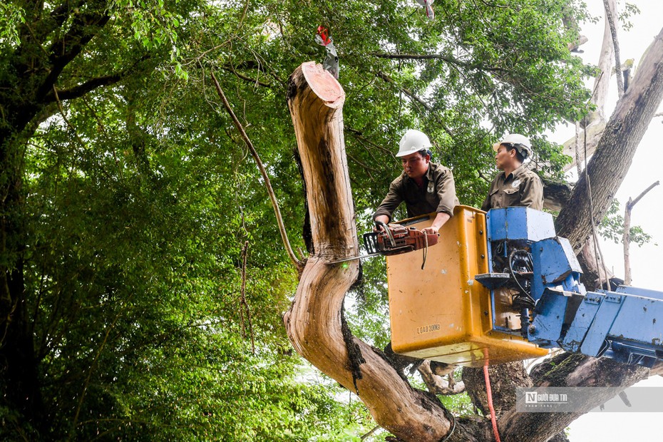 Hà Nội: Tiến hành chặt 3 cây sưa ven hồ Hoàn Kiếm