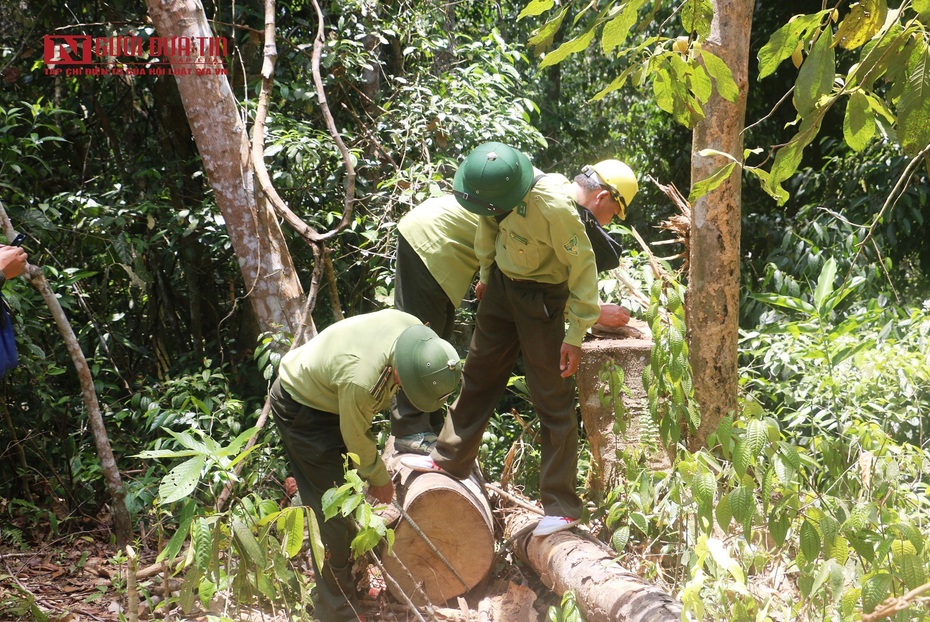 Vụ rừng phòng hộ bị “xẻ thịt” ở Thanh Hóa: Chủ rừng là chủ tịch và cán bộ địa chính