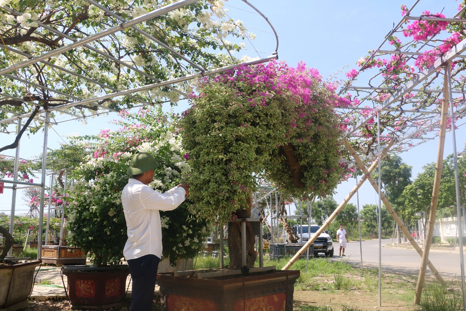 Từ tình yêu hoa giấy, "đại gia" sở hữu 300 gốc cổ thụ có giá tới 20 tỷ