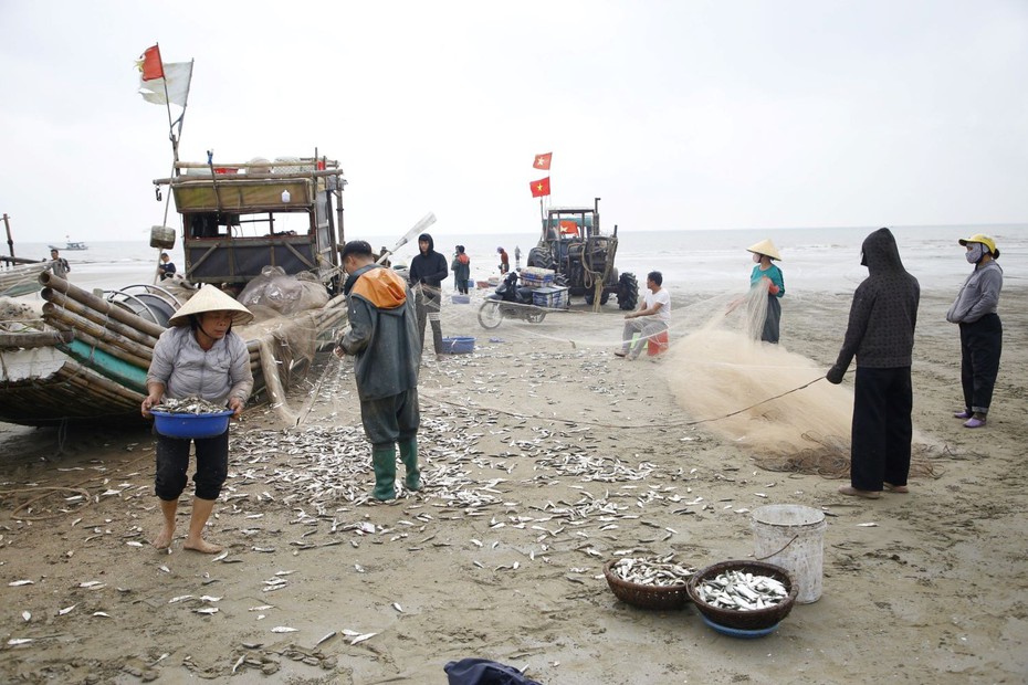 Ngư dân Thanh Hóa trúng đậm mùa đánh bắt cá trích đầu năm mới