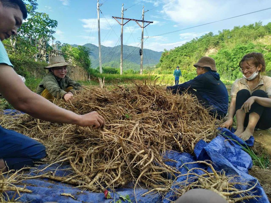 Trồng cây dược liệu giúp đồng bào miền núi Thanh Hóa tăng thu nhập