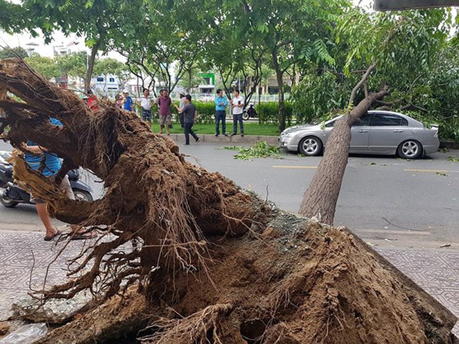 TP.HCM: Mưa dông, lốc kéo đổ cây xanh, nhiều nhà bị tốc mái