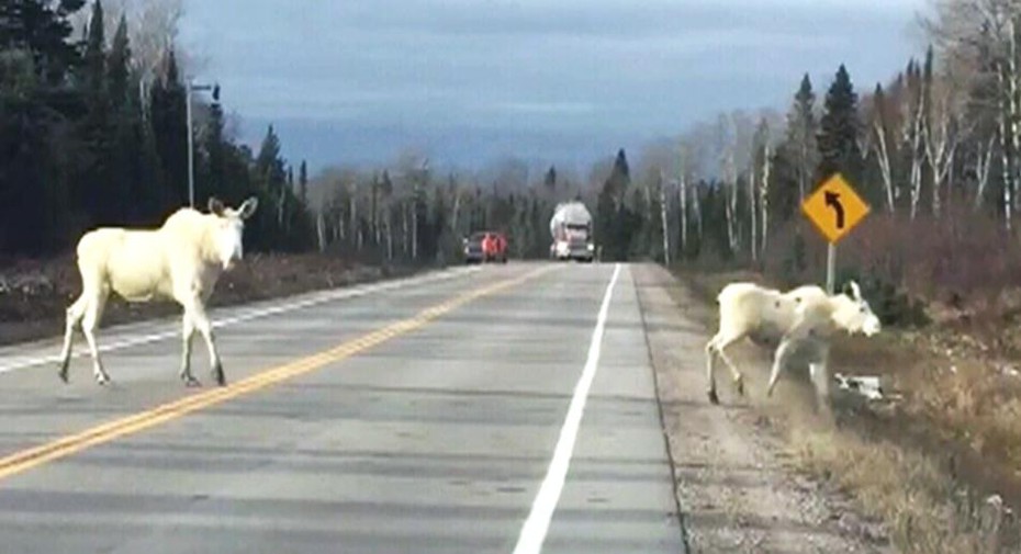 Video: Phát hiện “nai sừng tấm linh hồn” trắng tinh khôi vô cùng quý hiếm