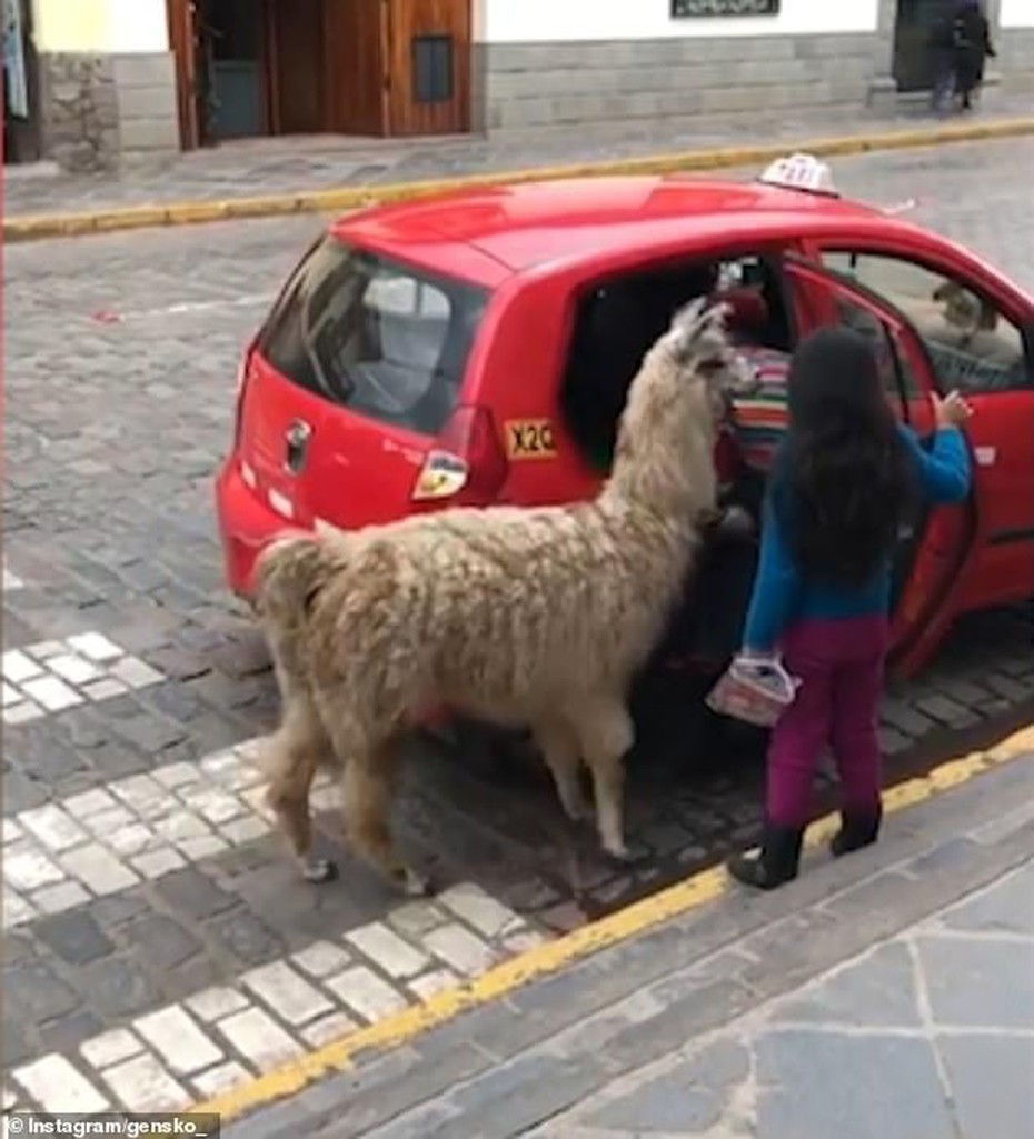 Video: Lạ lùng lạc đà Peru đi…taxi