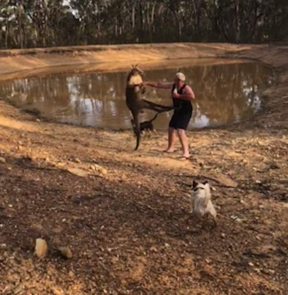 Video: Kangaroo một cước đạp ngã người đàn ông to lớn