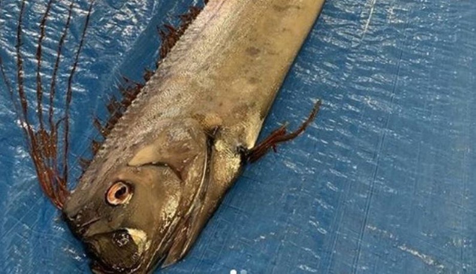 Cá lạ dạt vào bờ biển, người dân Nhật Bản lo sợ động đất