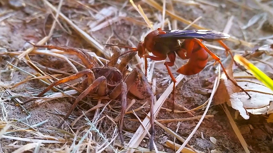 Video: Ong đỏ hung hăng truy sát nhện sói