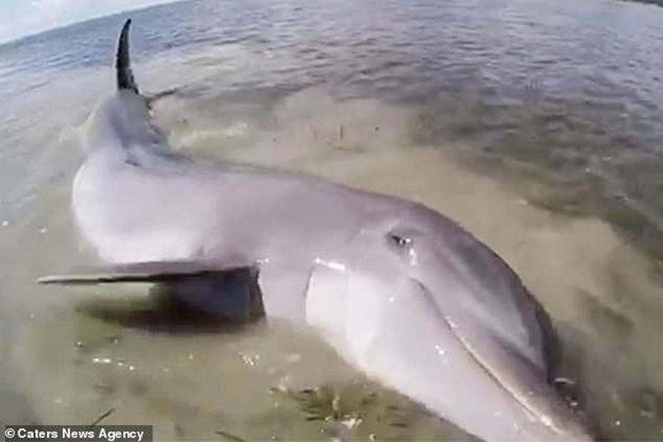 Video: Ngư dân Florida giải cứu cá heo mắc kẹt trong bùn