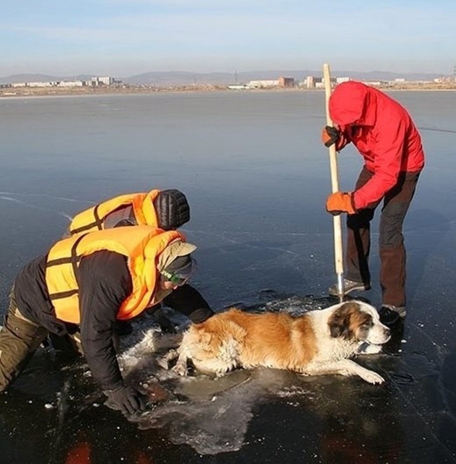 Giải cứu chú chó bị mắc kẹt giữa hồ băng ở Siberia